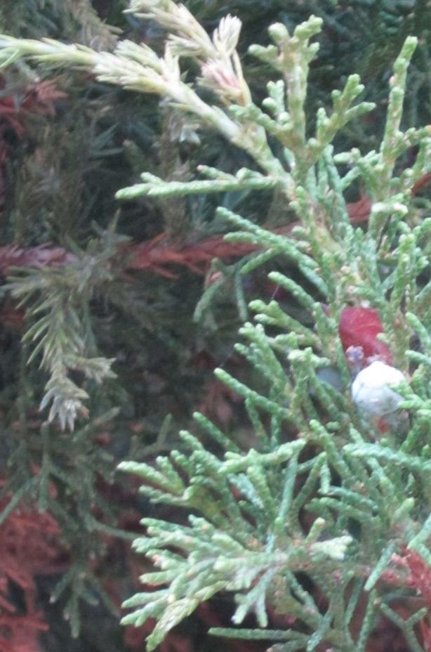 juniper up close